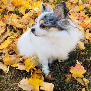 Magic listing for show